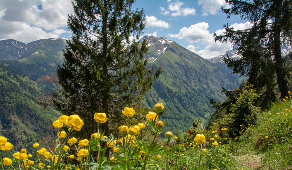 Ein Bild von den Bergen mit Blumen davor | Wander-und Ernährungscoach Sylvia Geiger